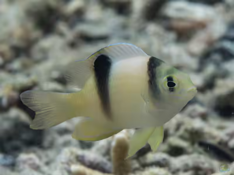 Dischistodus perspicillatus im Aquarium halten (Einrichtungsbeispiele mit Weißer Riffbarsch)