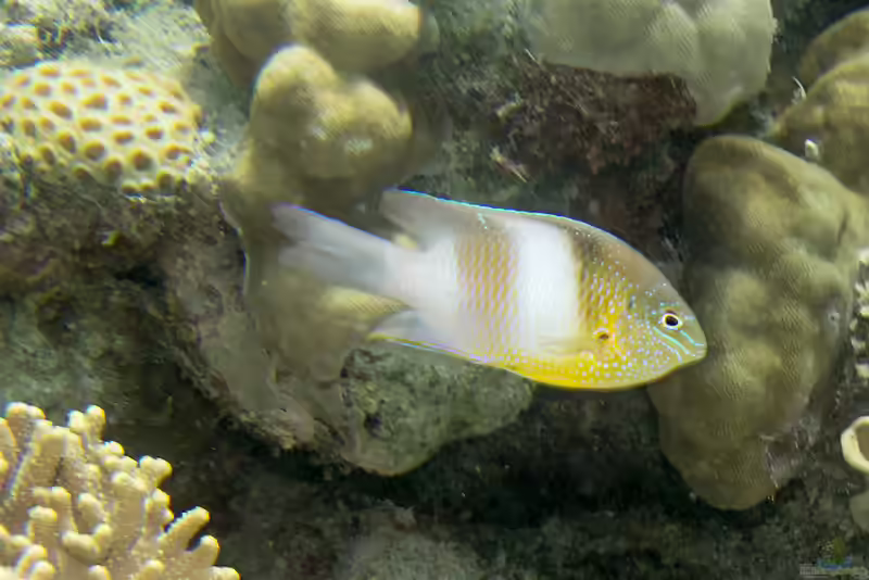 Dischistodus prosopotaenia im Aquarium halten (Einrichtungsbeispiele mit Honigkopf-Riffbarsch)