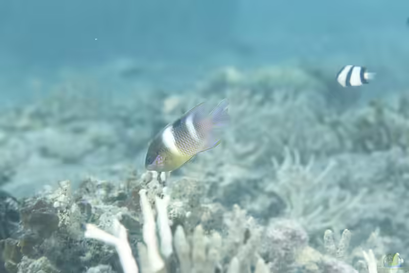 Dischistodus pseudochrysopoecilus im Aquarium halten (Einrichtungsbeispiele mit Monarch-Riffbarsch)