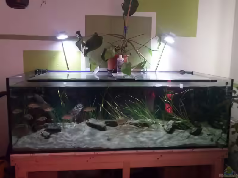 diversa - Aquarienhersteller aus Polen (Einrichtungsbeispiele mit Produkten von diversa)