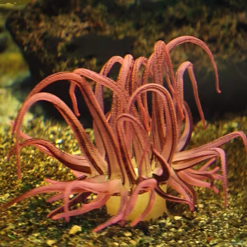 Dofleinia armata im Aquarium halten (Einrichtungsbeispiele für Bewaffnete Anemone)