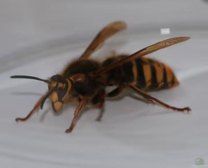 Dolichovespula media im Garten (Einrichtungsbeispiele mit Mittlere Wespe)