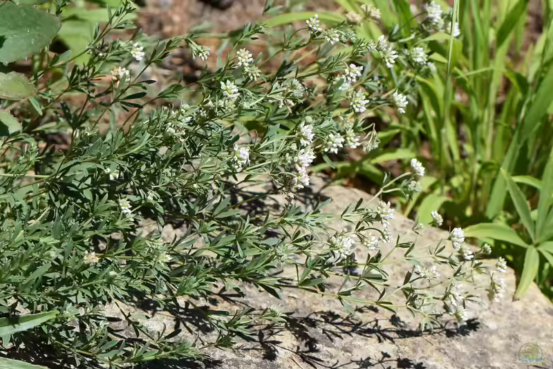 Dorycnium germanicum im Garten pflanzen (Einrichtungsbeispiele mit Seiden-Backenklee)