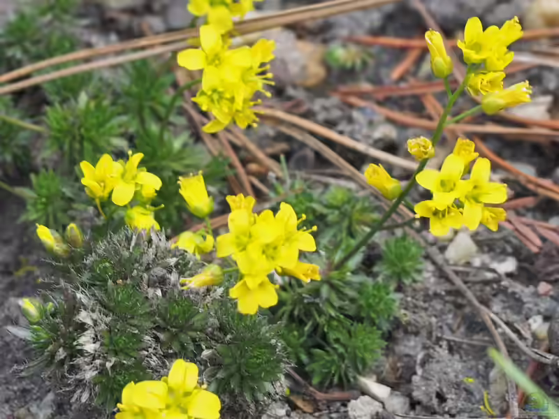 Draba aizoides im Garten pflanzen (Einrichtungsbeispiele mit Immergrünes Felsenblümchen)