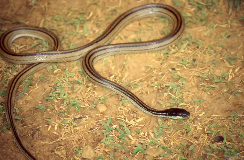 Dromicodryas quadrilineatus: Madagaskar-Vierstreifennatter im Terrarium halten (Einrichtungsbeispiele mit Dromicodryas quadrilineatus)