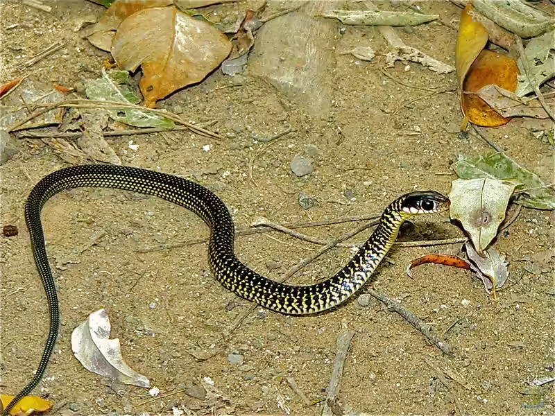Drymobius margaritiferus im Terrarium halten (Einrichtungsbeispiele mit Perlnatter)
