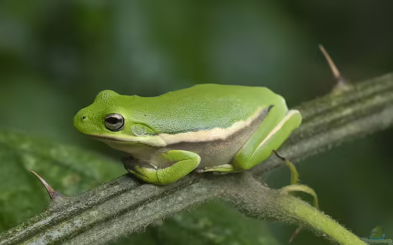 Dryophytes cinereus im Terrarium halten (Einrichtungsbeispiele für Karolina-Laubfrosch)