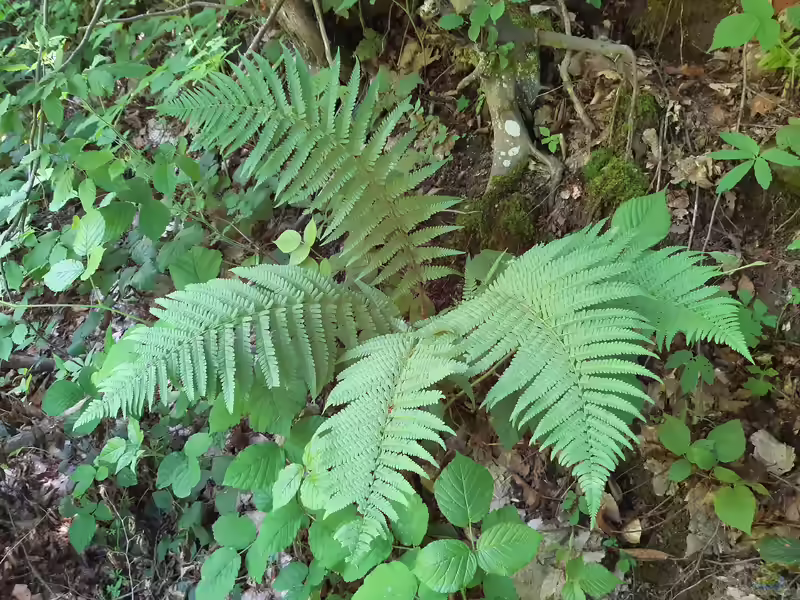Dryopteris filix-mas im Garten pflanzen (Einrichtungsbeispiele mit Echter Wurmfarn)