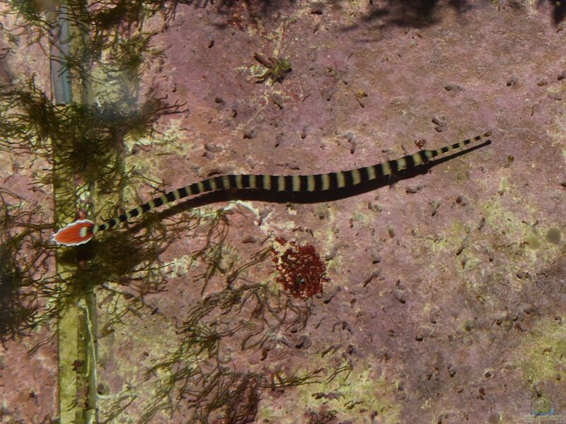 Dunckerocampus dactyliophorus im Aquarium halten (Einrichtungsbeispiele für Zebra-Seenadel)  - Dunckerocampus-dactyliophorusaquarium