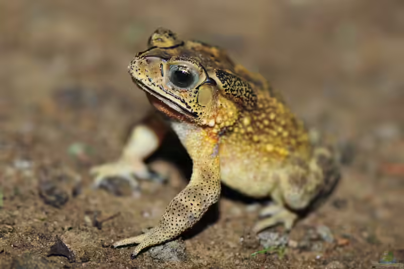 Duttaphrynus melanostictus im Terrarium halten (Einrichtungsbeispiele mit Schwarznarbenkröte)