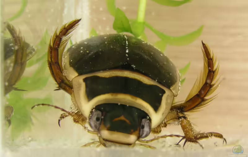 Dytiscus marginalis im Gartenteich (Einrichtungsbeispiele mit Gelbrandkäfer)