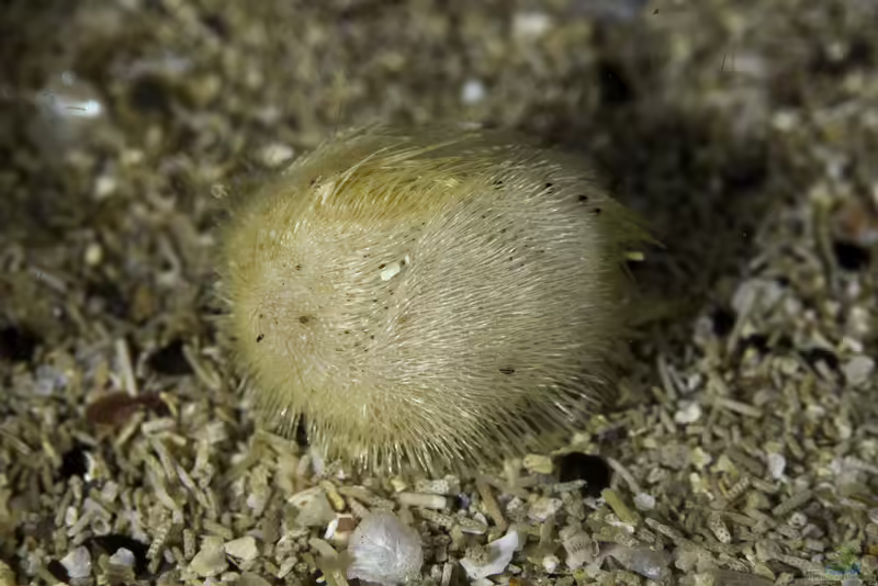 Echinocardium flavescens im Aquarium halten (Einrichtungsbeispiele für Nordischer Herzigel)