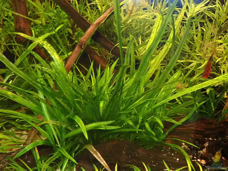 Echinodorus bolivianus im Aquarium pflegen (Einrichtungsbeispiele für Bolivianische Schwertpflanze)