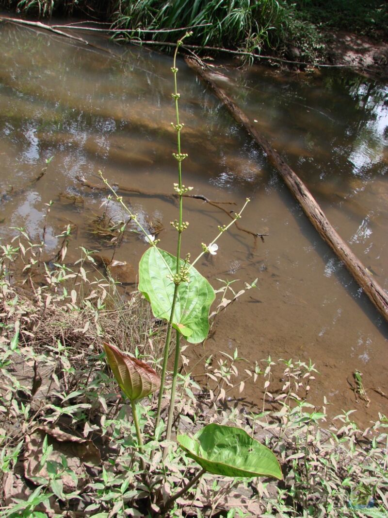 Aquarien mit Echinodorus macrophyllus (Großblättrige Schwertpflanze)  - Echinodorus-macrophyllusaquarium