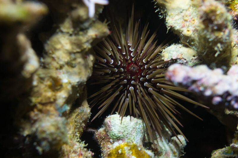 Echinometra mathaei im Aquarium halten (Einrichtungsbeispiele für Riffdach-Bohrseeigel)