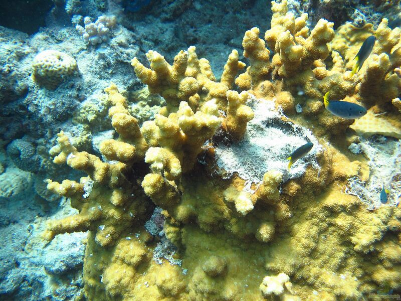 Echinopora gemmacea im Aquarium halten (Einrichtungsbeispiele für Großpolypige Steinkoralle)  - Echinopora-gemmaceaaquarium
