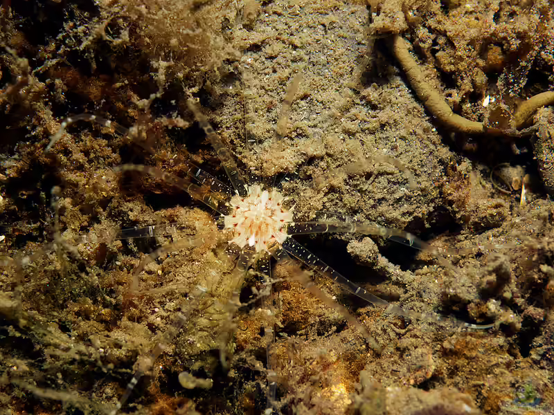 Edwardsia claparedii im Aquarium halten (Einrichtungsbeispiele für Grabende Seeanemone)