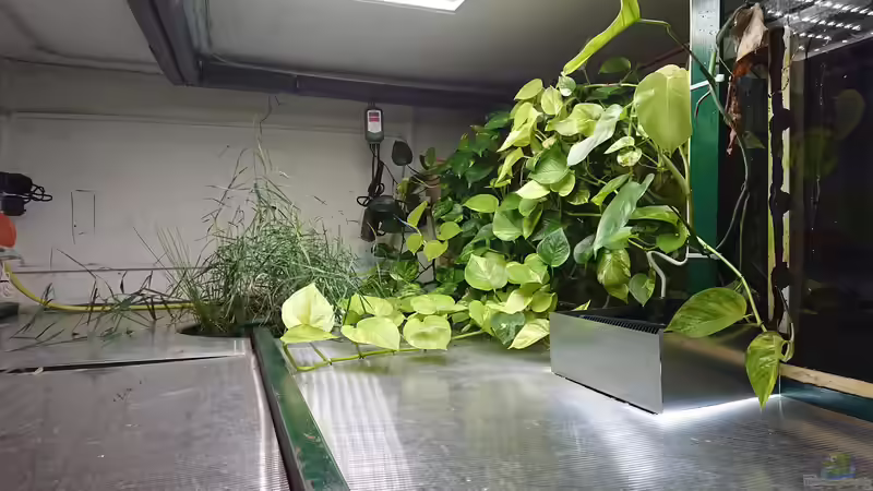 Efeutute im Aquarium oder Terrarium (Einrichtungsbeispiele mit Epipremnum aureum)