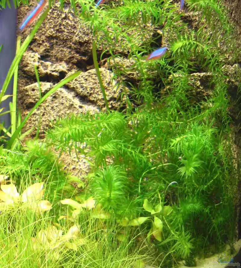 Egeria densa im Aquarium (Einrichtungsbeispiele mit Tropische Wasserpest)