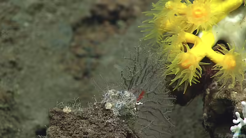 Eguchipsammia fistula im Aquarium halten (Einrichtungsbeispiele für Großpolypige Steinkoralle)