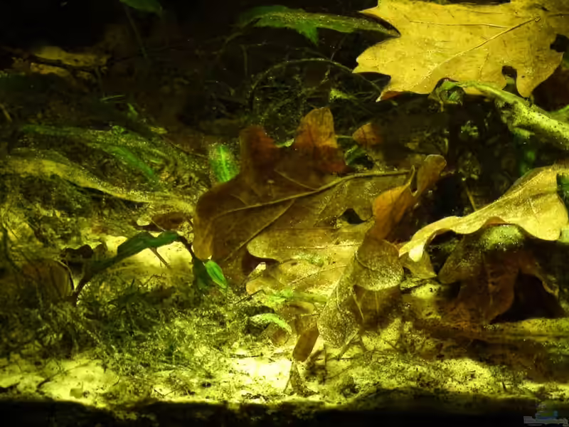 Eichenlaub als Deko im Aquarium (Einrichtungsbeispiele mit Eichenlaub)