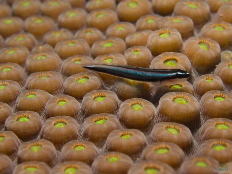 Elacatinus oceanops im Aquarium halten (Einrichtungsbeispiele für Putzergrundel)