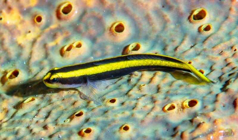 Elacatinus pridisi Alle wichtigen Infos