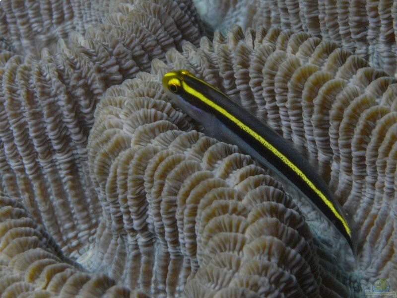 Elacatinus randalli im Aquarium halten (Einrichtungsbeispiele für Gelbnasen Grundel)