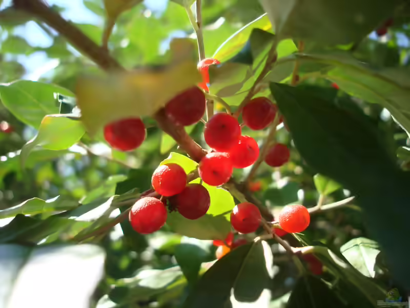 Elaeagnus umbellata - Wissenswertes über den robusten Wildstrauch (Einrichtungsbeispiele mit Korallen-Ölweiden)