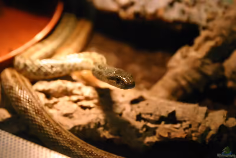 Elaphe dione im Terrarium halten (Einrichtungsbeispiele mit Steppennatter)