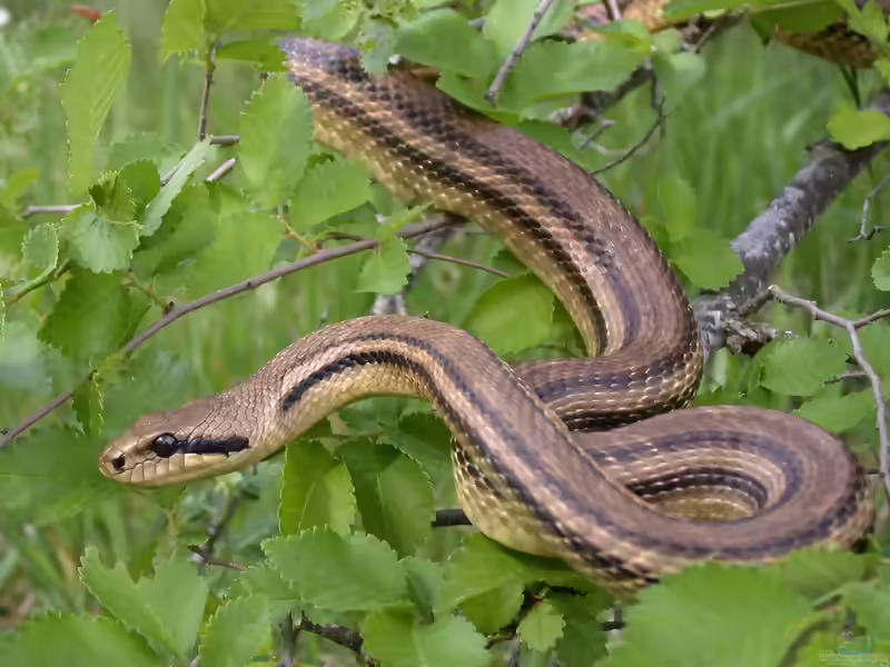 Elaphe quatuorlineata im Terrarium halten (Einrichtungsbeispiele mit Europäische Vierstreifennatter)