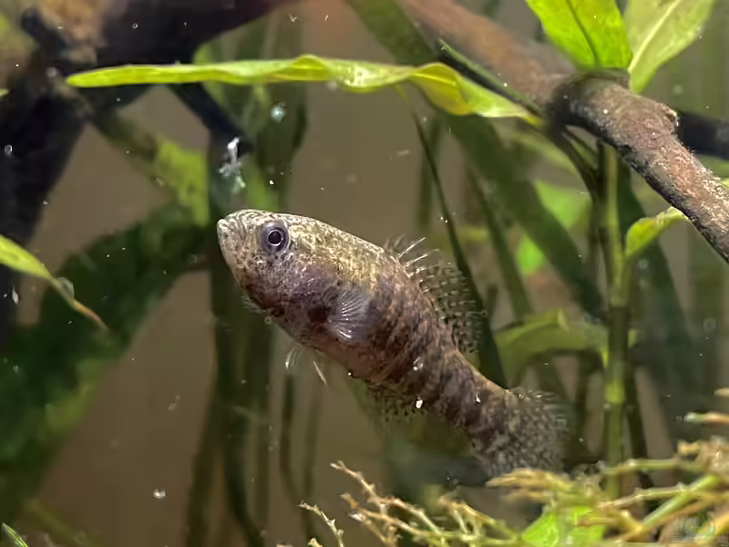 Elassoma zonatum im Aquarium halten (Einrichtungsbeispiele für Gebänderter Schwarzbarsch)