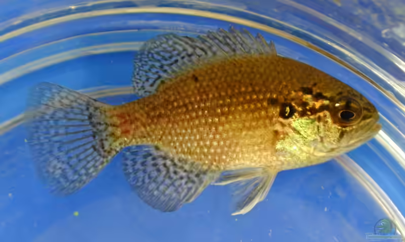 Enneacanthus gloriosus im Aquarium halten (Einrichtungsbeispiele für Kiemenfleck-Diamantbarsch)