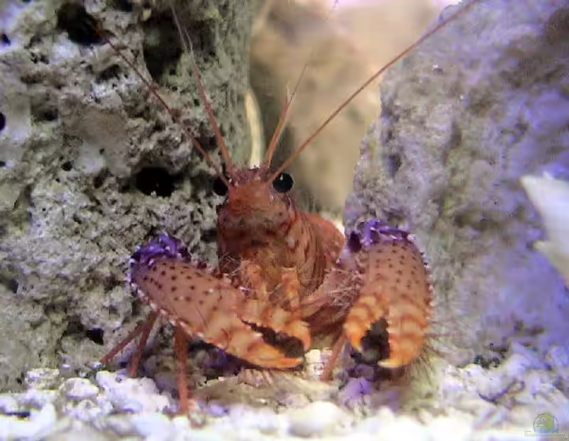 Enoplometopus daumi im Aquarium halten (Einrichtungsbeispiele für Violetter Riffhummer)