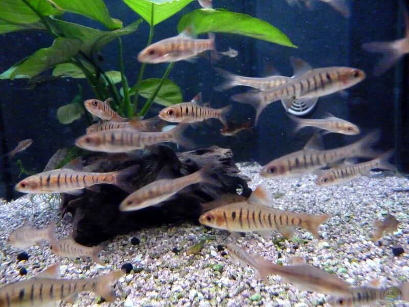 Enteromius fasciolatus im Aquarium halten (Einrichtungsbeispiele für Angolabarben)