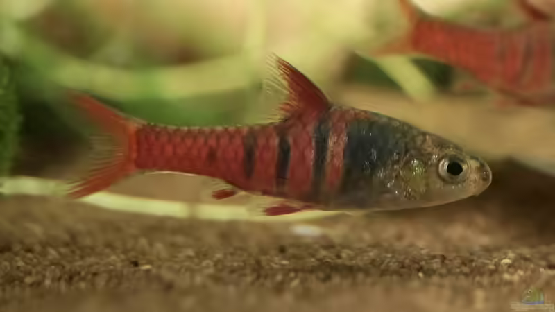 Enteromius jae im Aquarium halten (Einrichtungsbeispiele mit Neonrote Zwergbarbe)