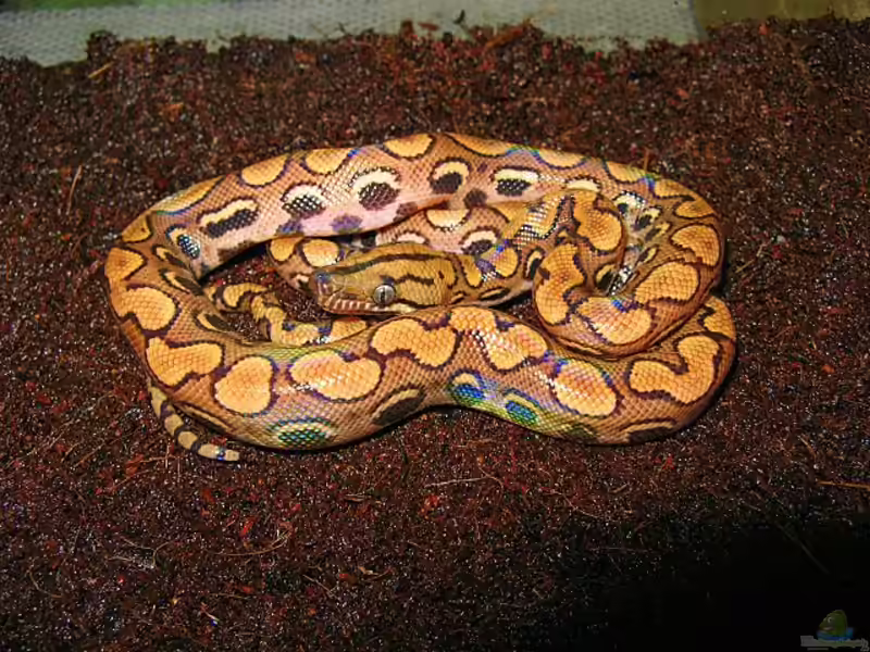 Epicrates cenchria halten (Einrichtungsbeispiele für Regenbogenboas)