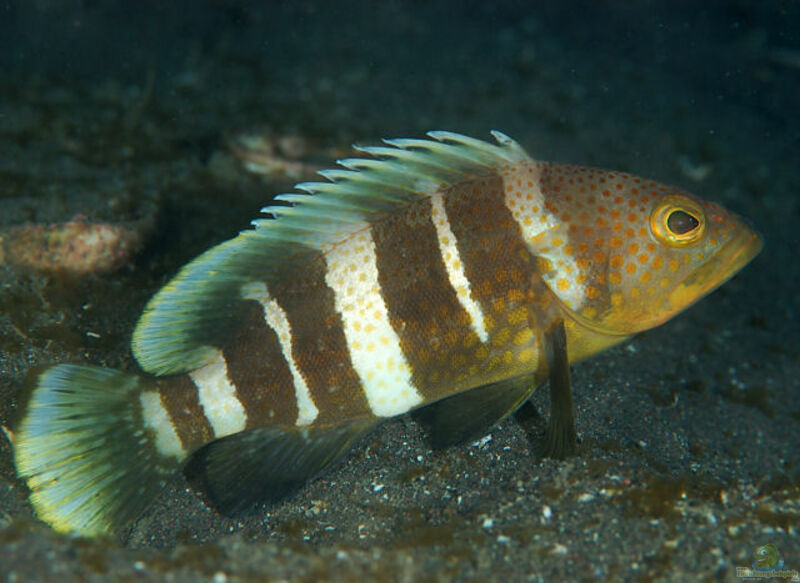 Epinephelus awoara im Aquarium halten (Einrichtungsbeispiele für Gelber Zackenbarsch)