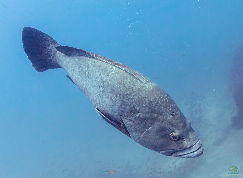 Epinephelus marginatus im Aquarium halten (Einrichtungsbeispiele für Brauner Zackenbarsch)