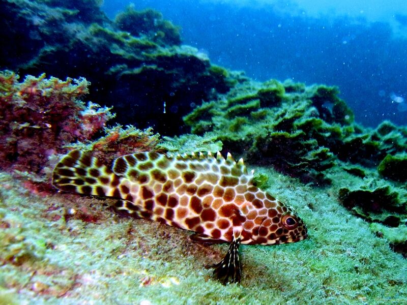 Epinephelus quoyanus im Aquarium halten (Einrichtungsbeispiele für Bumerang-Wabenbarsch)