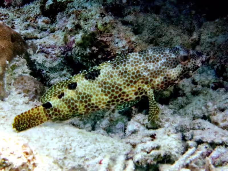 Epinephelus spilotoceps im Aquarium halten (Einrichtungsbeispiele für Vielfleck-Wabenbarsch)