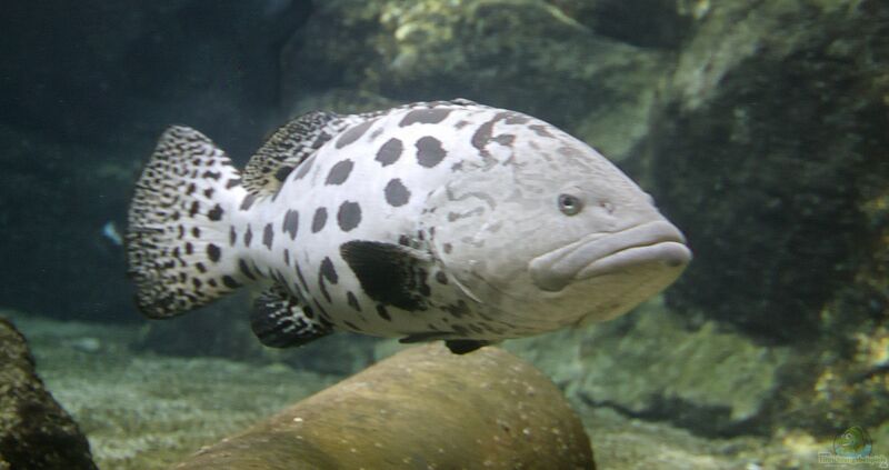 Epinephelus tukula im Aquarium halten (Einrichtungsbeispiele für Kartoffelbarsch)