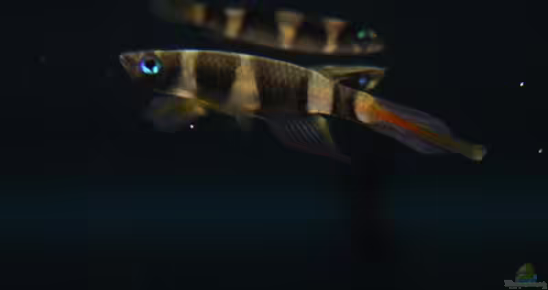 Epiplatys: Faszinierende Hechtlinge für naturnahe Aquarien (Einrichtungsbeispiele mit Epiplatys-Arten)