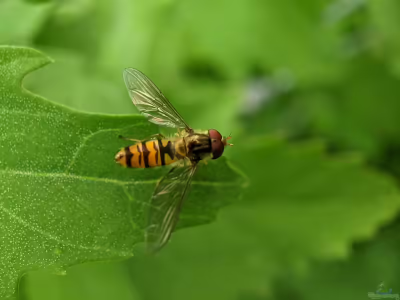 Episyrphus balteatus im Garten (Einrichtungsbeispiele mit Hainschwebfliege)