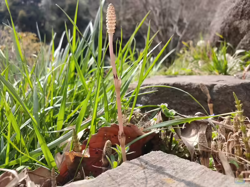 Equisetum arvense am Gartenteich (Einrichtungsbeispiele mit Acker-Schachtelhalm)