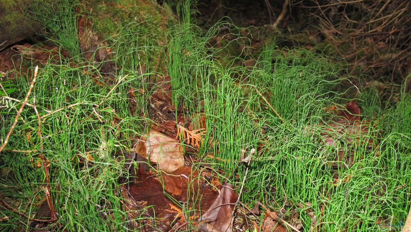 Equisetum scirpoides am Gartenteich (Einrichtungsbeispiele mit Sumpf-Schachtelhalm)