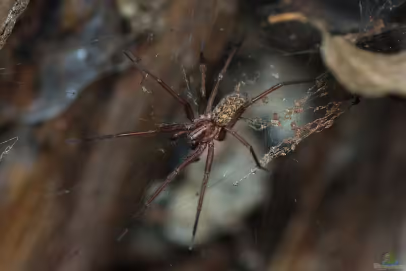Eratigena atrica im Garten (Einrichtungsbeispiele mit Große Winkelspinne)