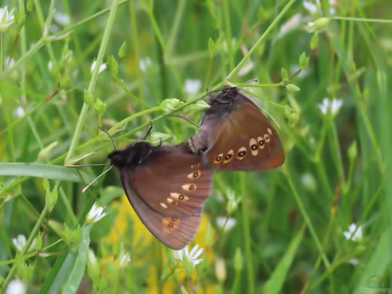 Mandeläugiger Mohrenfalter: Erebia alberganus im Garten (Einrichtungsbeispiele mit Erebia alberganus)