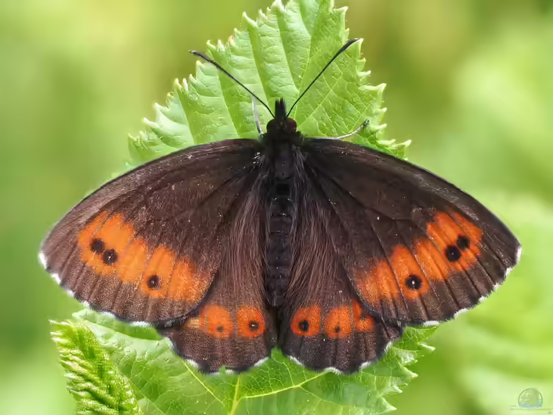 Bergwald Mohrenfalter im Garten (Einrichtungsbeispiele mit Erebia euryale)