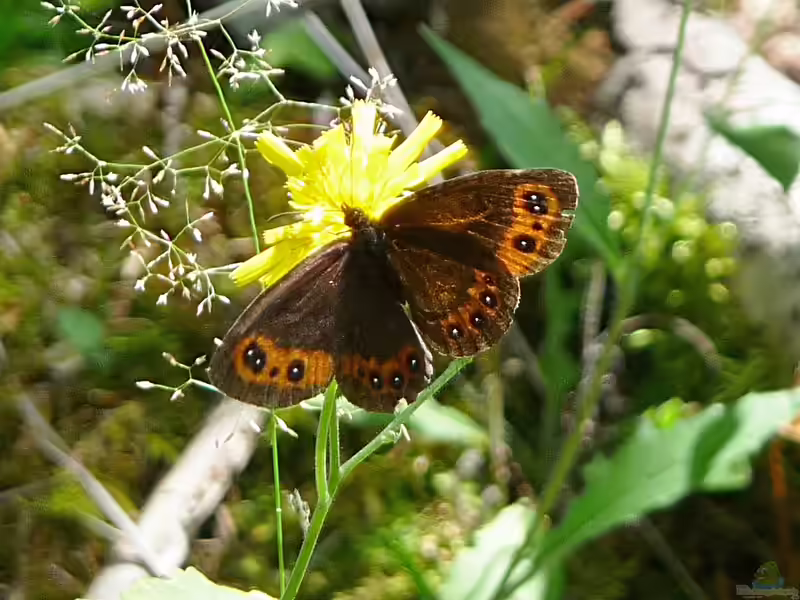 Weißbindiger Mohrenfalter im Garten (Einrichtungsbeispiele mit Erebia ligea)